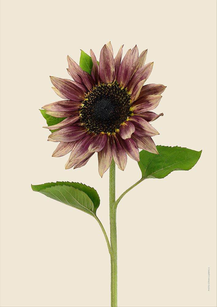 Poster - Botanical art prints - LILJEBERGS
