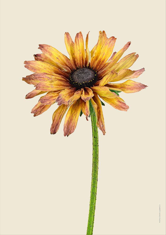 Poster - Botanical art prints - LILJEBERGS