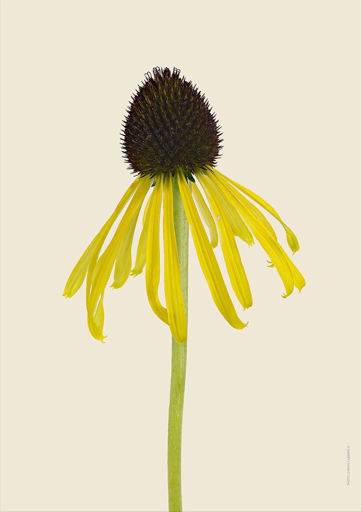 Poster - Botanical art prints - LILJEBERGS