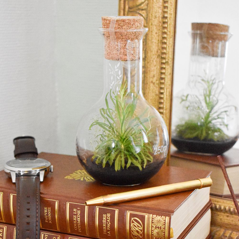 Objets design - Plantaphore carnivores 250 mL - InPlanta - INPLANTA
