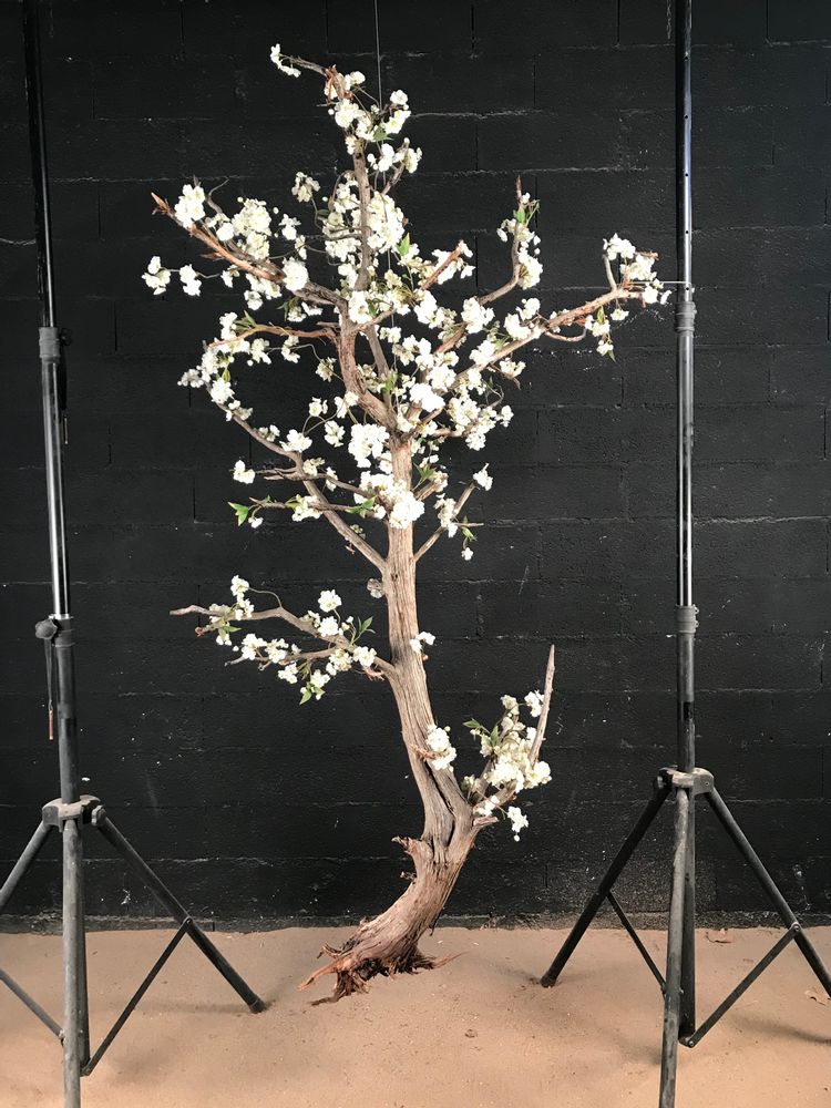 Décorations florales - arbre en végétaux stabilisés - DECO-NATURE