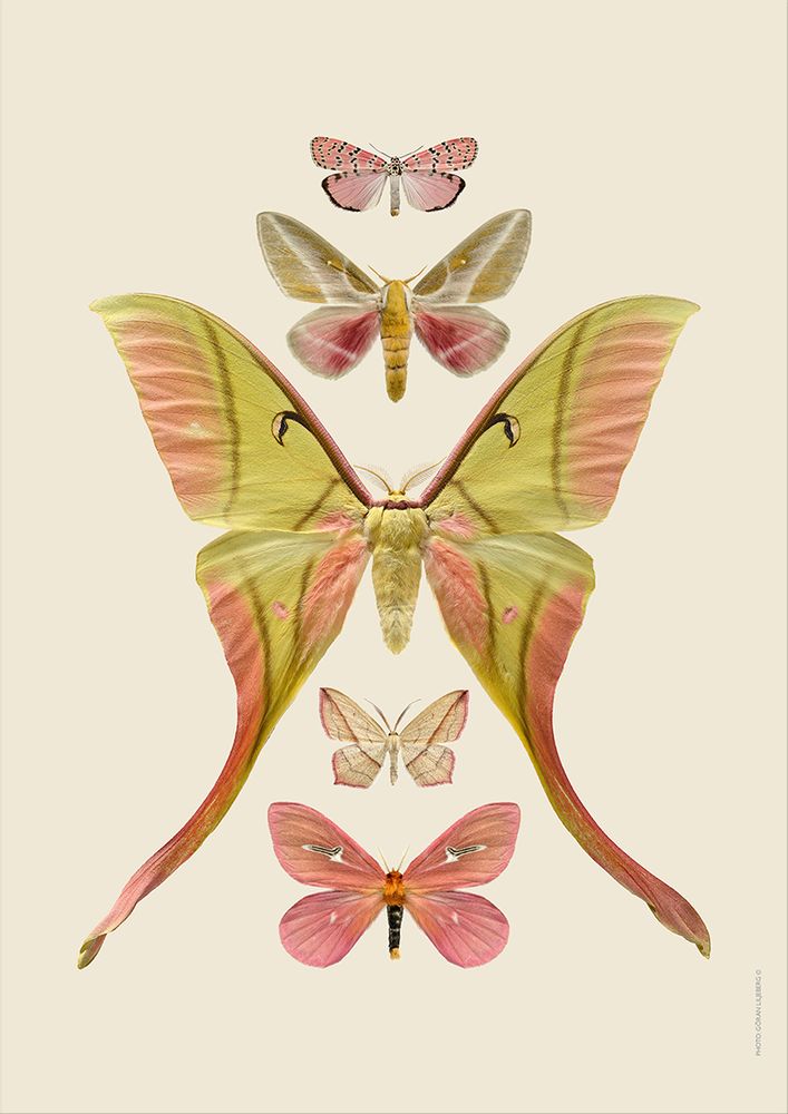 Affiches - NOUVEAUX collages ! - LILJEBERGS