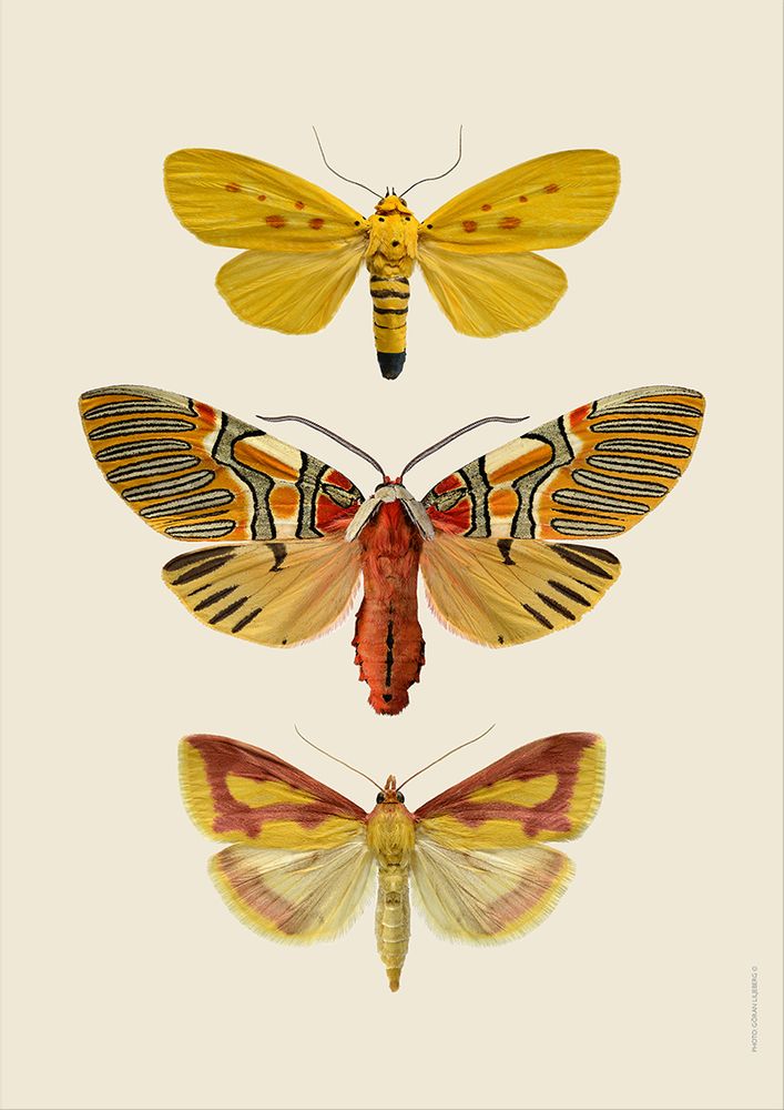 Affiches - NOUVEAUX collages ! - LILJEBERGS