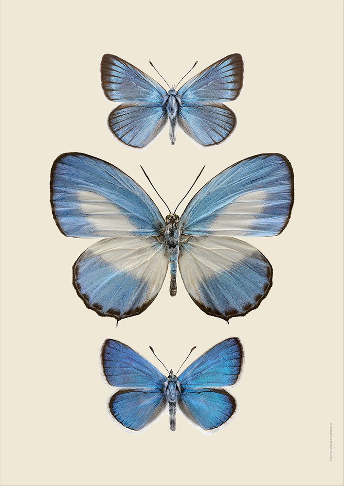 Affiches - NOUVEAUX collages ! - LILJEBERGS