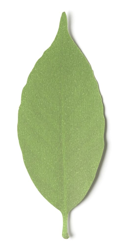 Design objects - Leaf / Thermometer - H CONCEPT