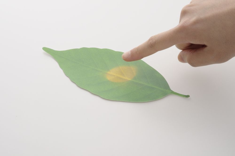 Design objects - Leaf / Thermometer - H CONCEPT