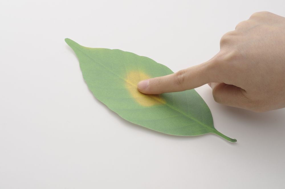 Design objects - Leaf / Thermometer - H CONCEPT
