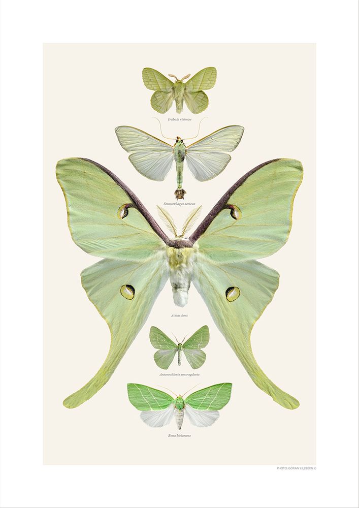 Gifts - Collages - LILJEBERGS