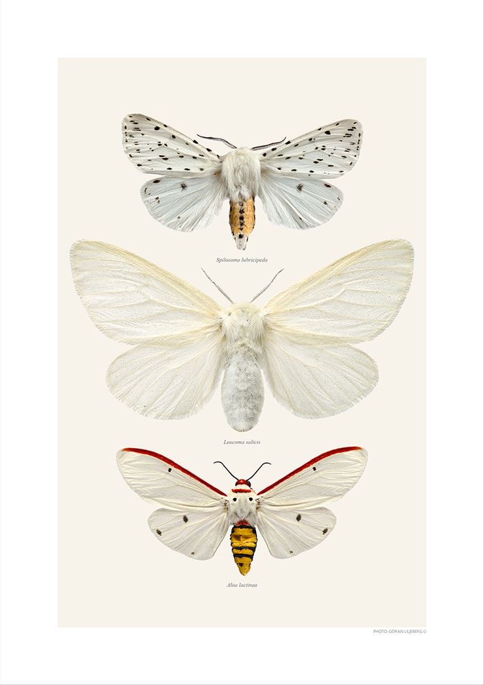 Gifts - Collages - LILJEBERGS