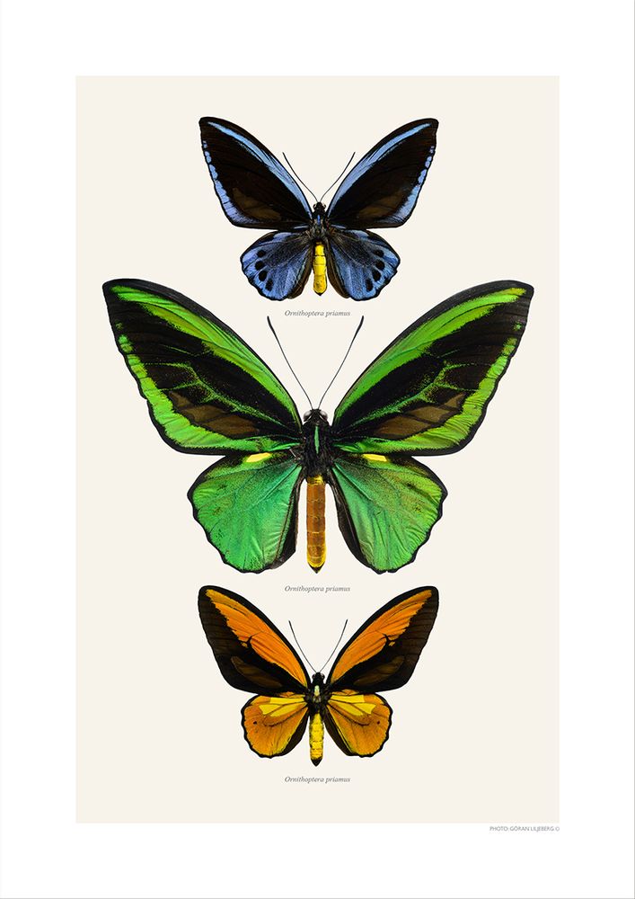Gifts - Collages - LILJEBERGS