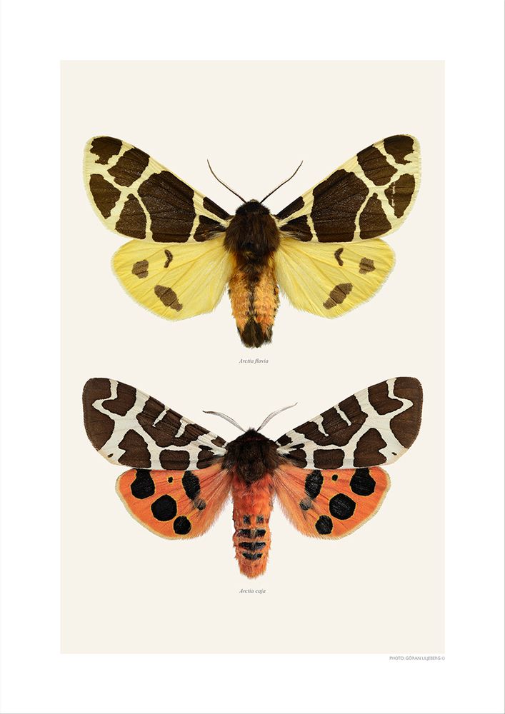 Gifts - Collages - LILJEBERGS