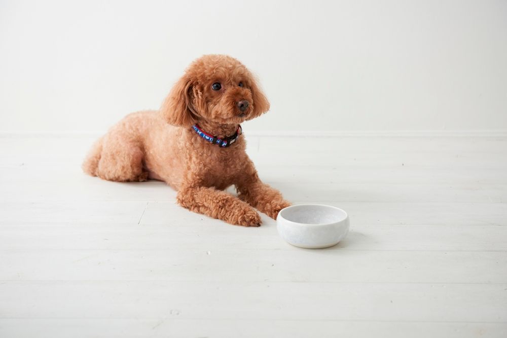 Ceramic - Bowl Paws - =K+