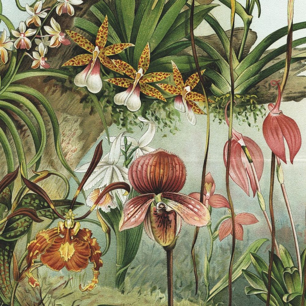 Papiers peints - Papier peint panoramique jungle Earth - LA MAISON MURAEM