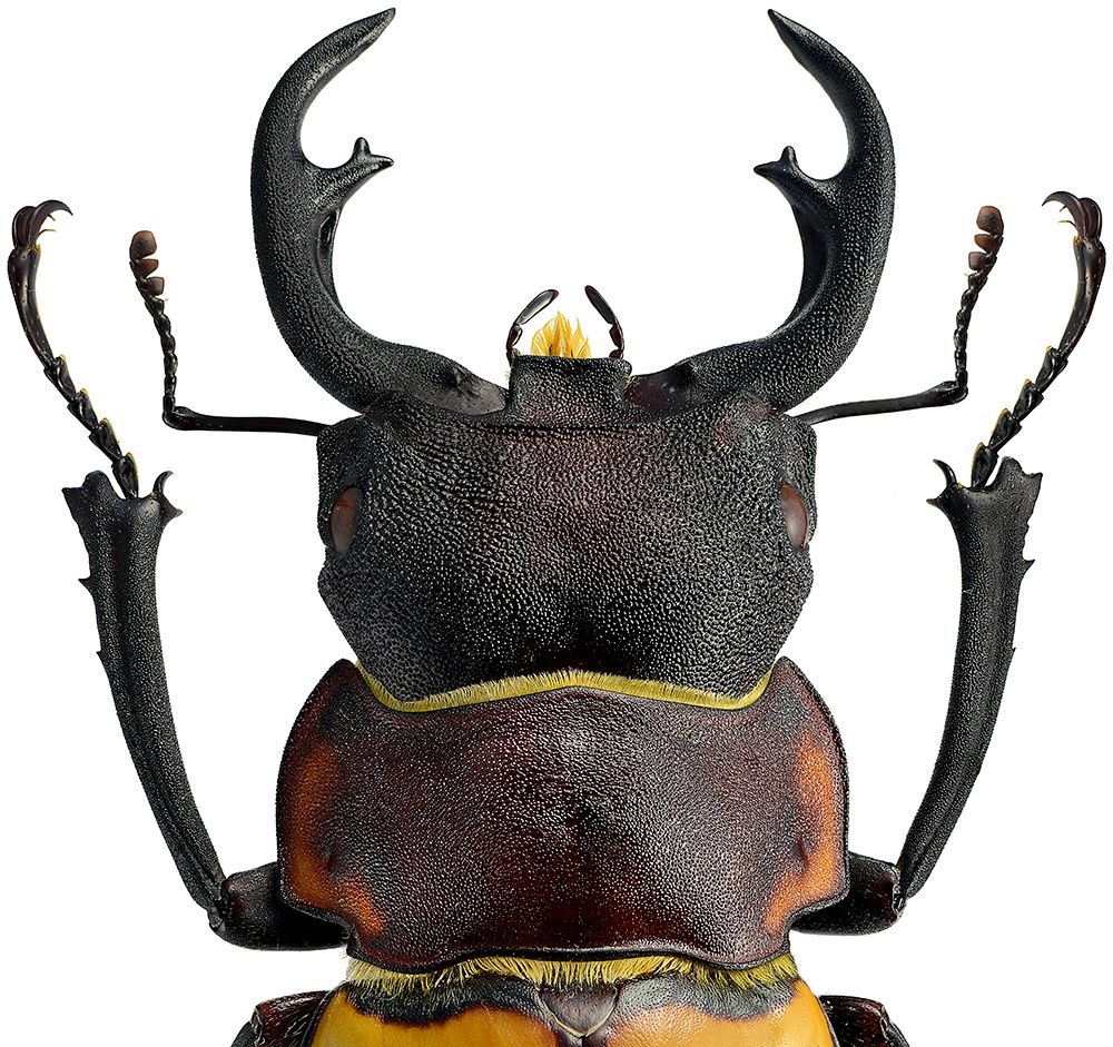 Art photos - Details - LILJEBERGS