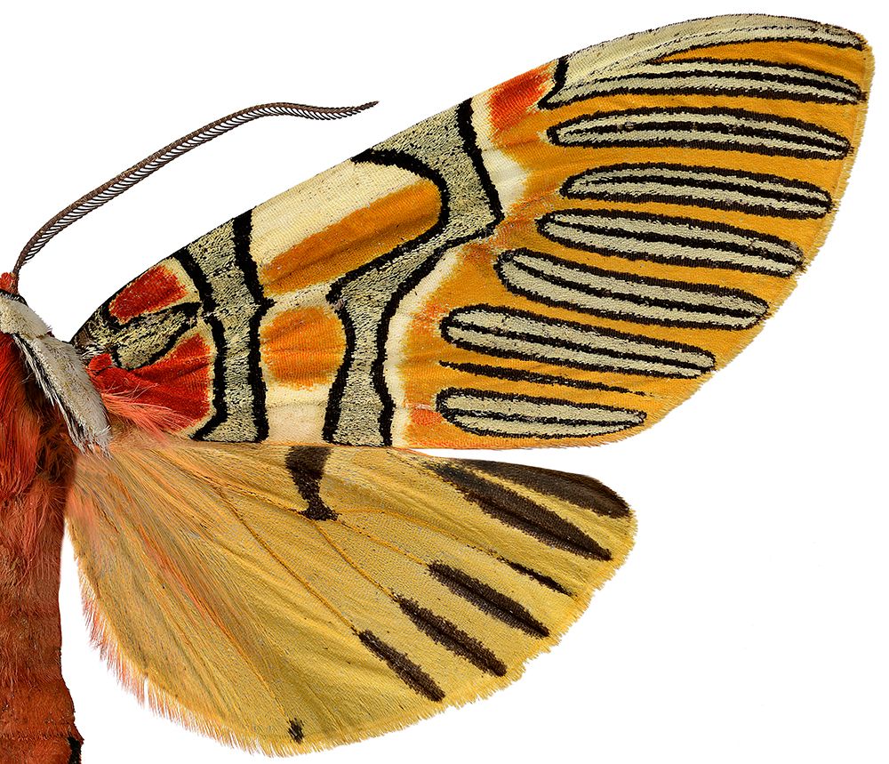 Art photos - Details - LILJEBERGS