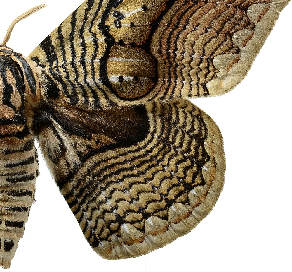 Art photos - Details - LILJEBERGS