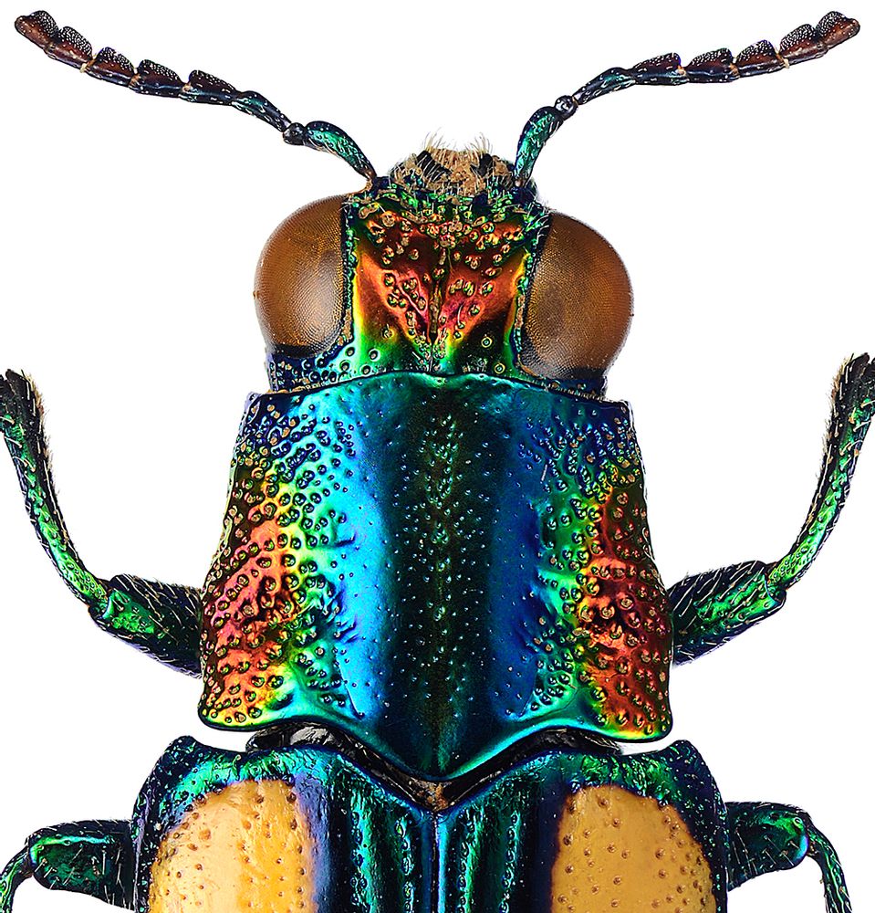 Art photos - Details - LILJEBERGS