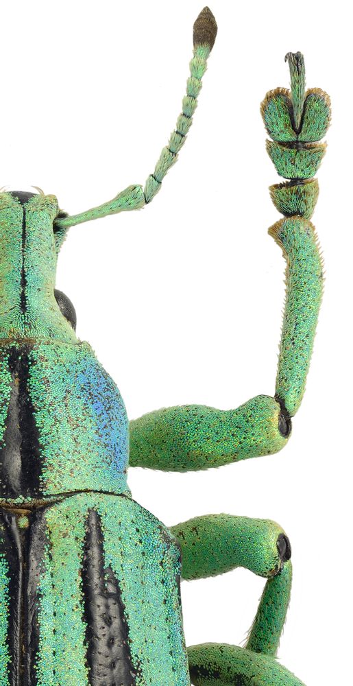 Art photos - Details - LILJEBERGS