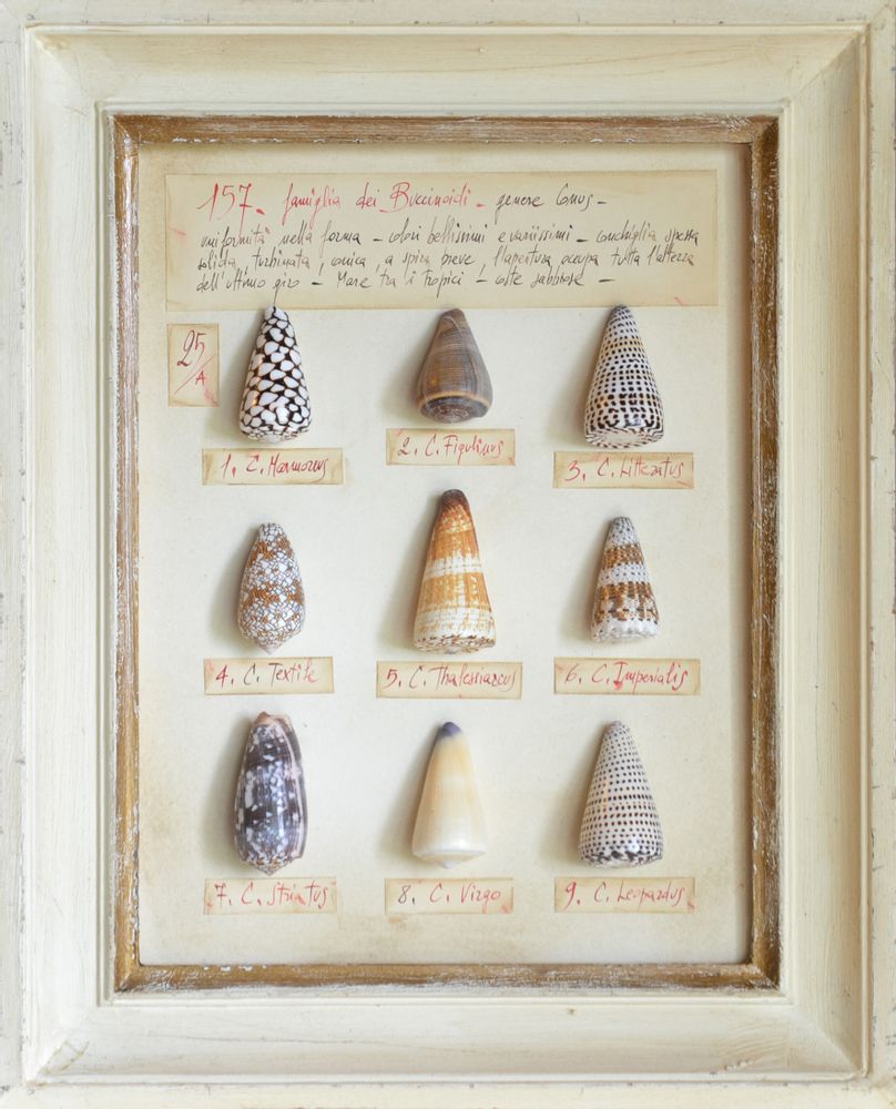 Objets de décoration - La chambre des merveilles - OFFICINA NATURALIS