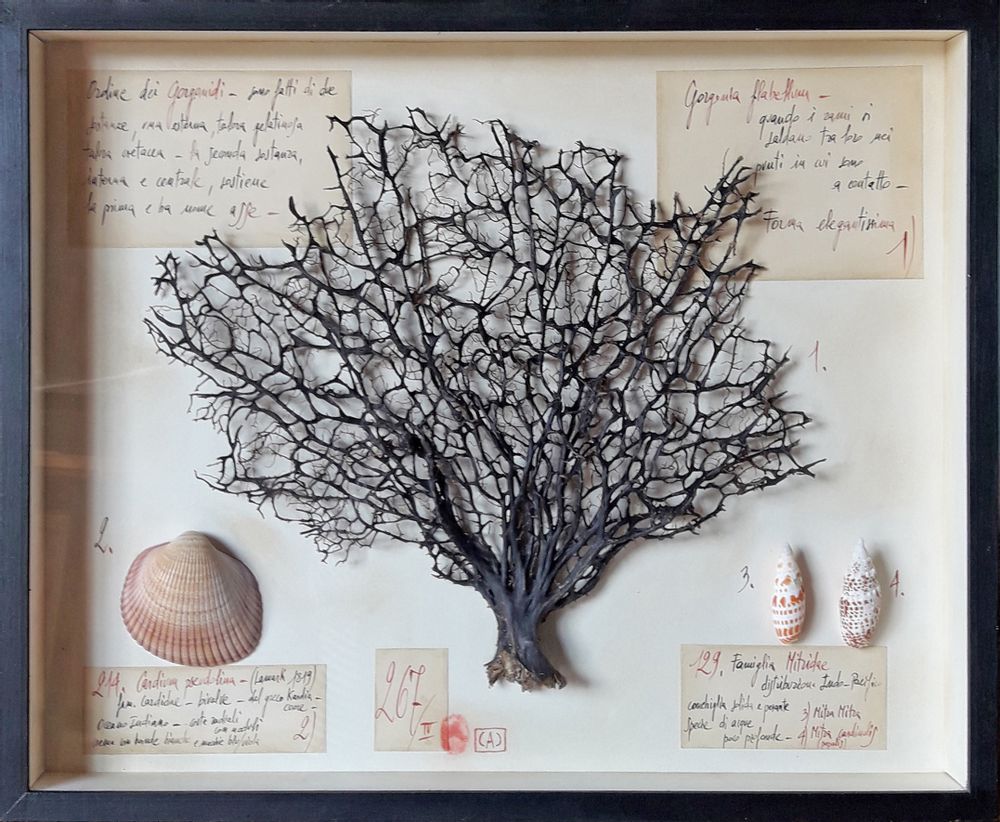 Objets de décoration - La chambre des merveilles - OFFICINA NATURALIS