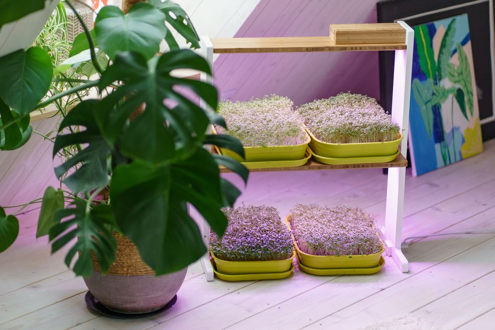 Etagères - Bitsy double - GILĖ SPROUT
