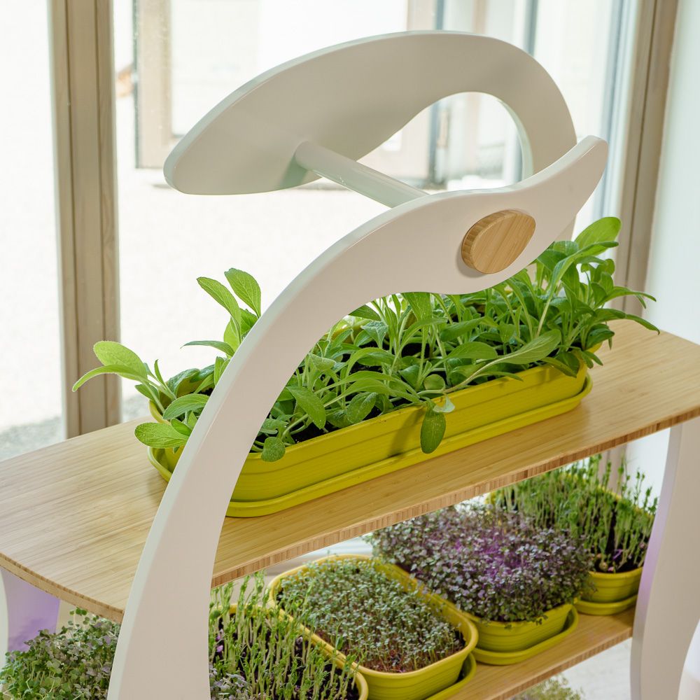 Etagères - Wheatgrass - GILĖ SPROUT