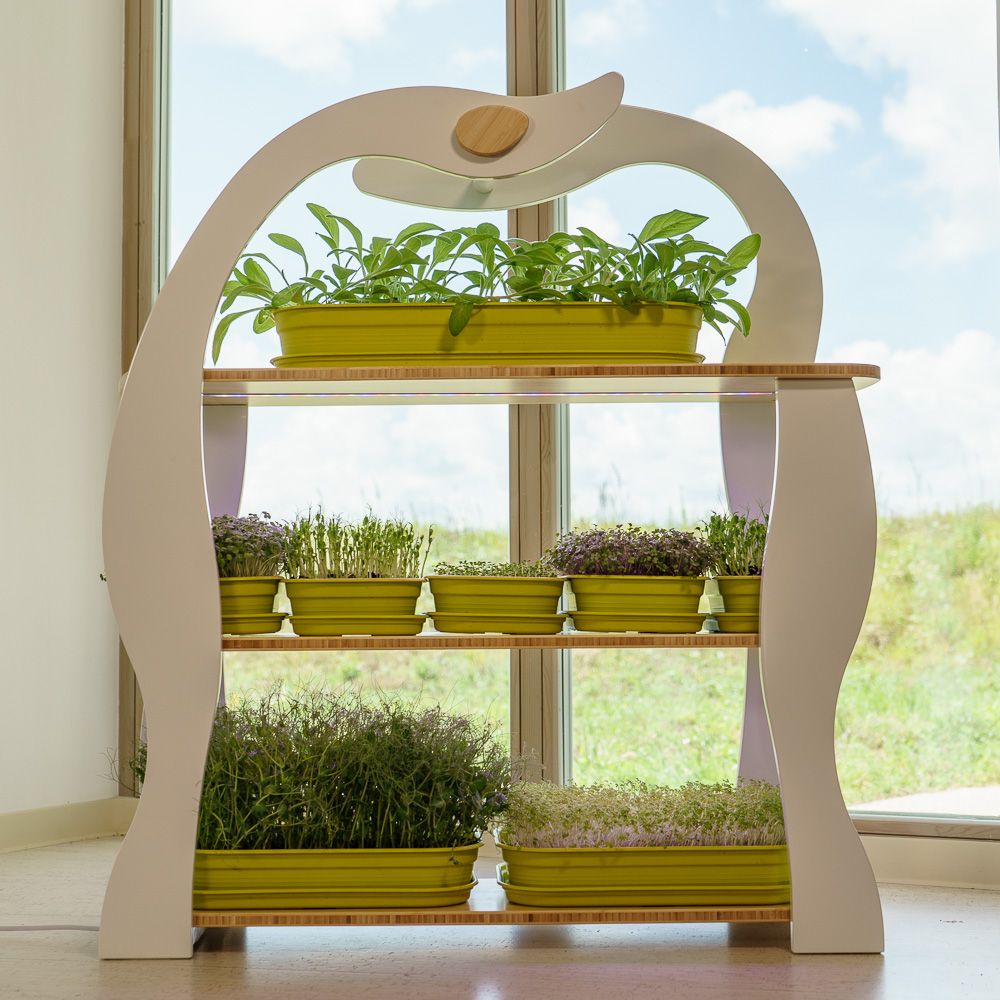 Etagères - Wheatgrass - GILĖ SPROUT