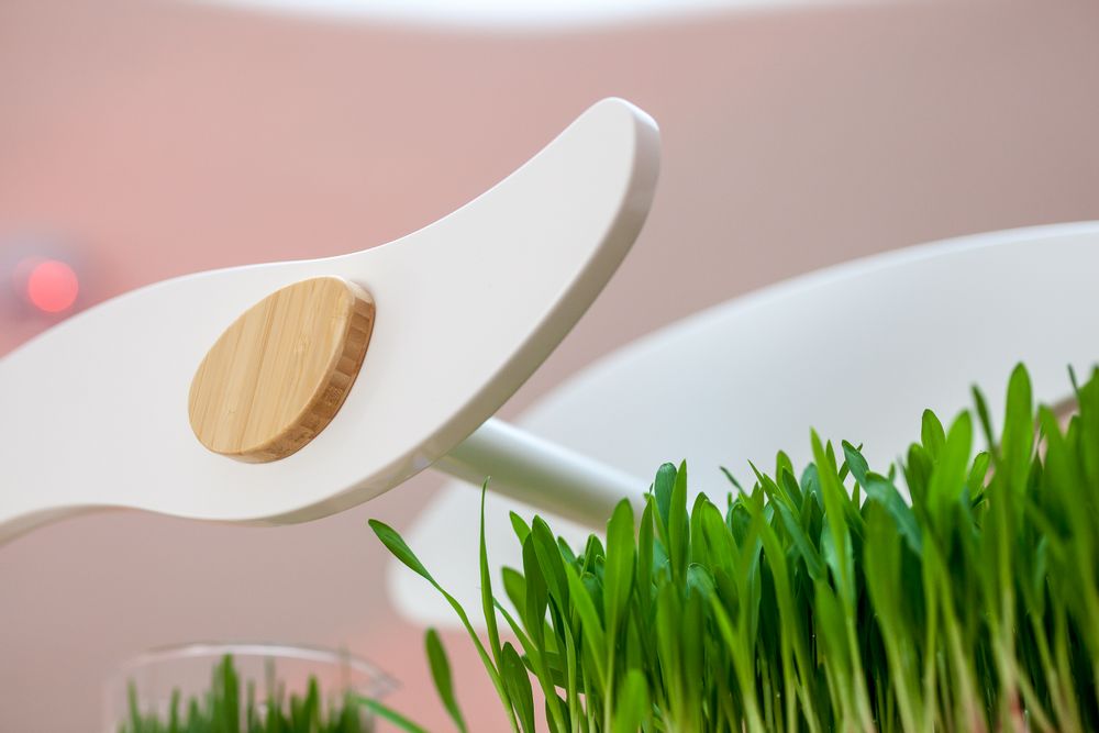 Etagères - Wheatgrass - GILĖ SPROUT