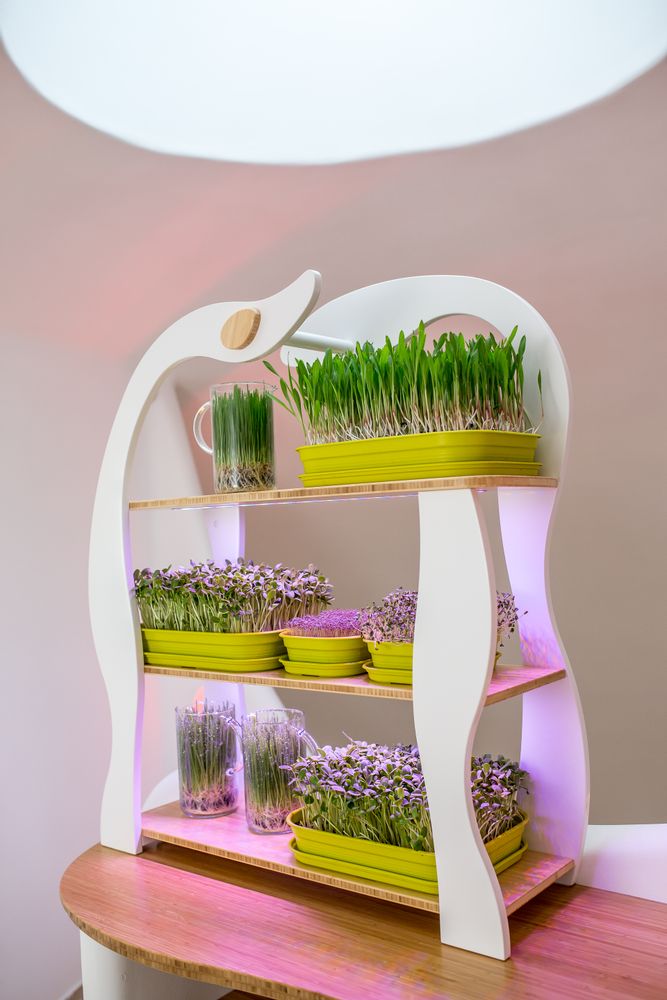 Etagères - Wheatgrass - GILĖ SPROUT