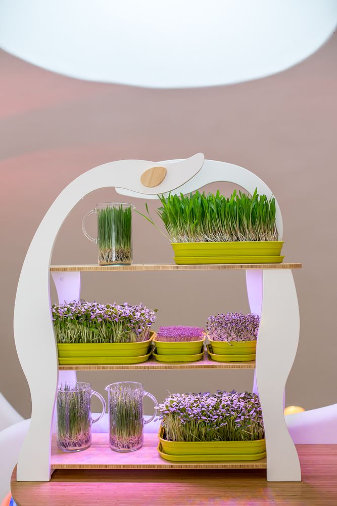 Etagères - Wheatgrass - GILĖ SPROUT