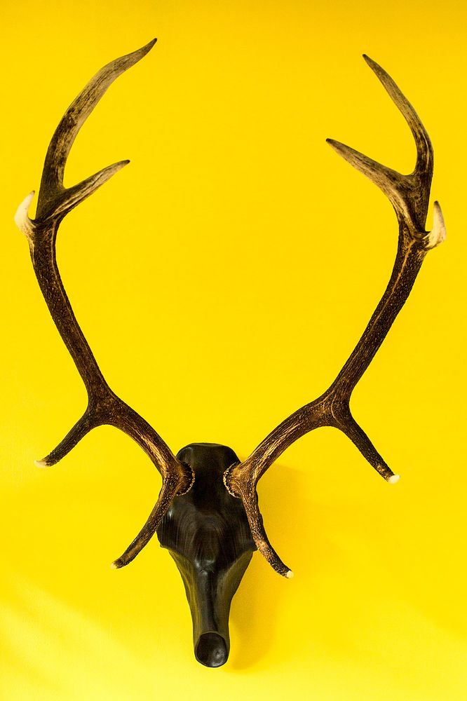 Pièces uniques - Sculptures de crâne d'animaux en bois. - ATELIER PEV / PATRICK EVESQUE