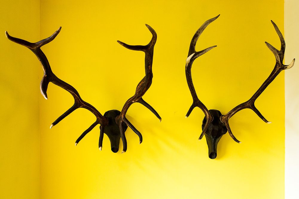 Pièces uniques - Sculptures de crâne d'animaux en bois. - ATELIER PEV / PATRICK EVESQUE