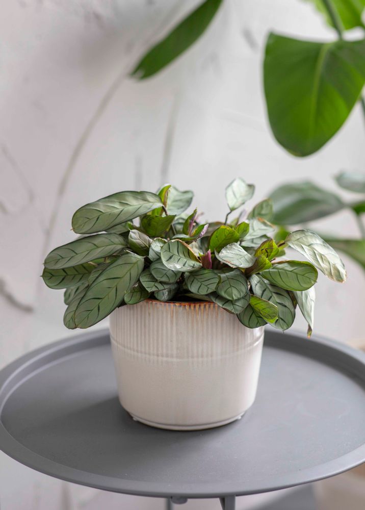 Vases - Hillesley Pot - GARDEN TRADING