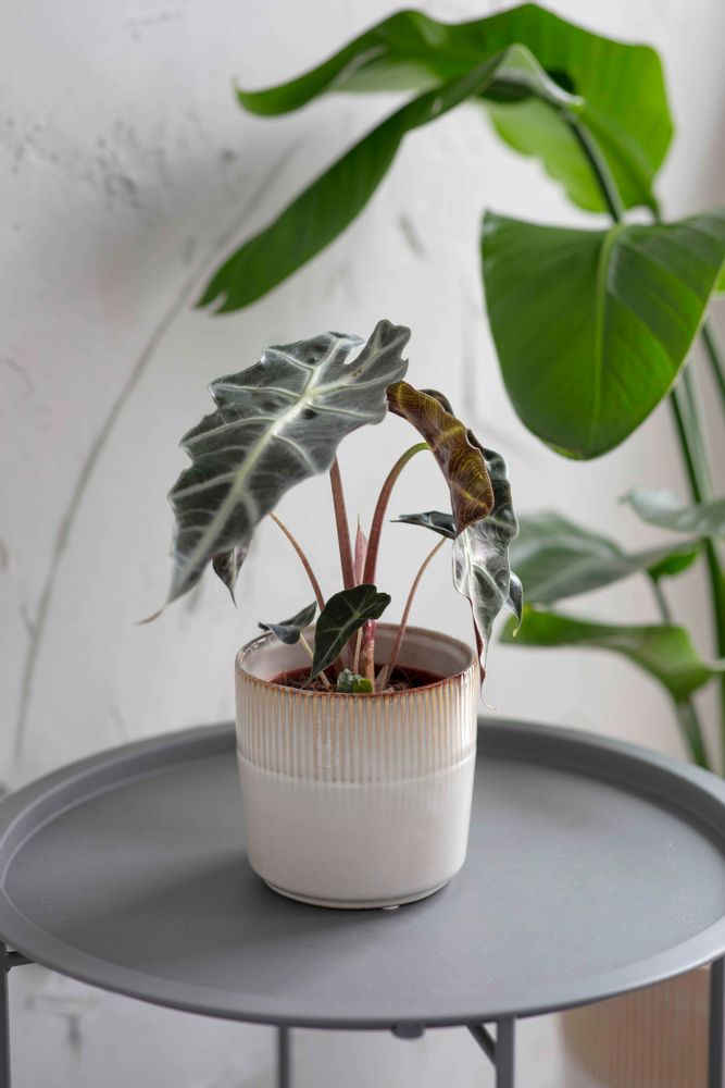 Vases - Hillesley Pot - GARDEN TRADING
