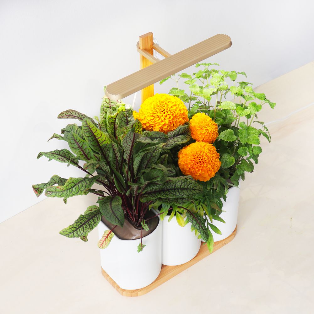 Gifts - Indoor vegetable garden LILO EDITION - PRÊT À POUSSER