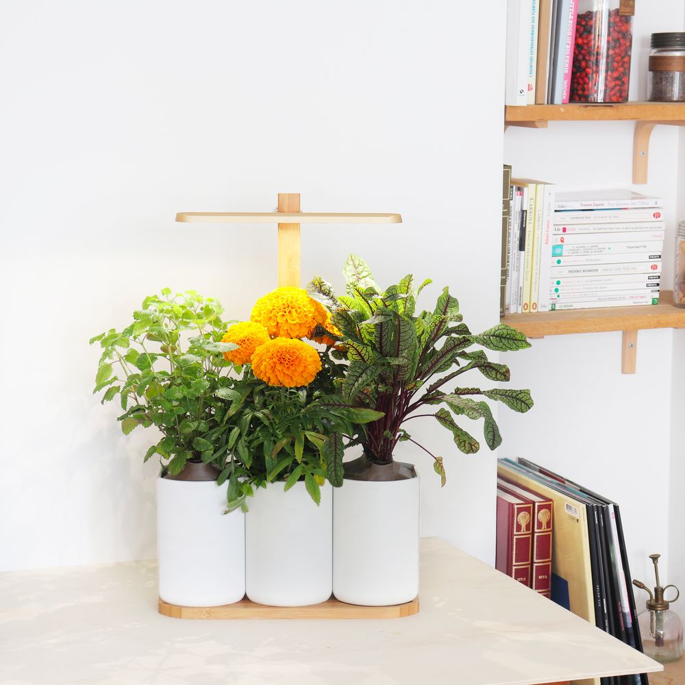 Gifts - Indoor vegetable garden LILO EDITION - PRÊT À POUSSER