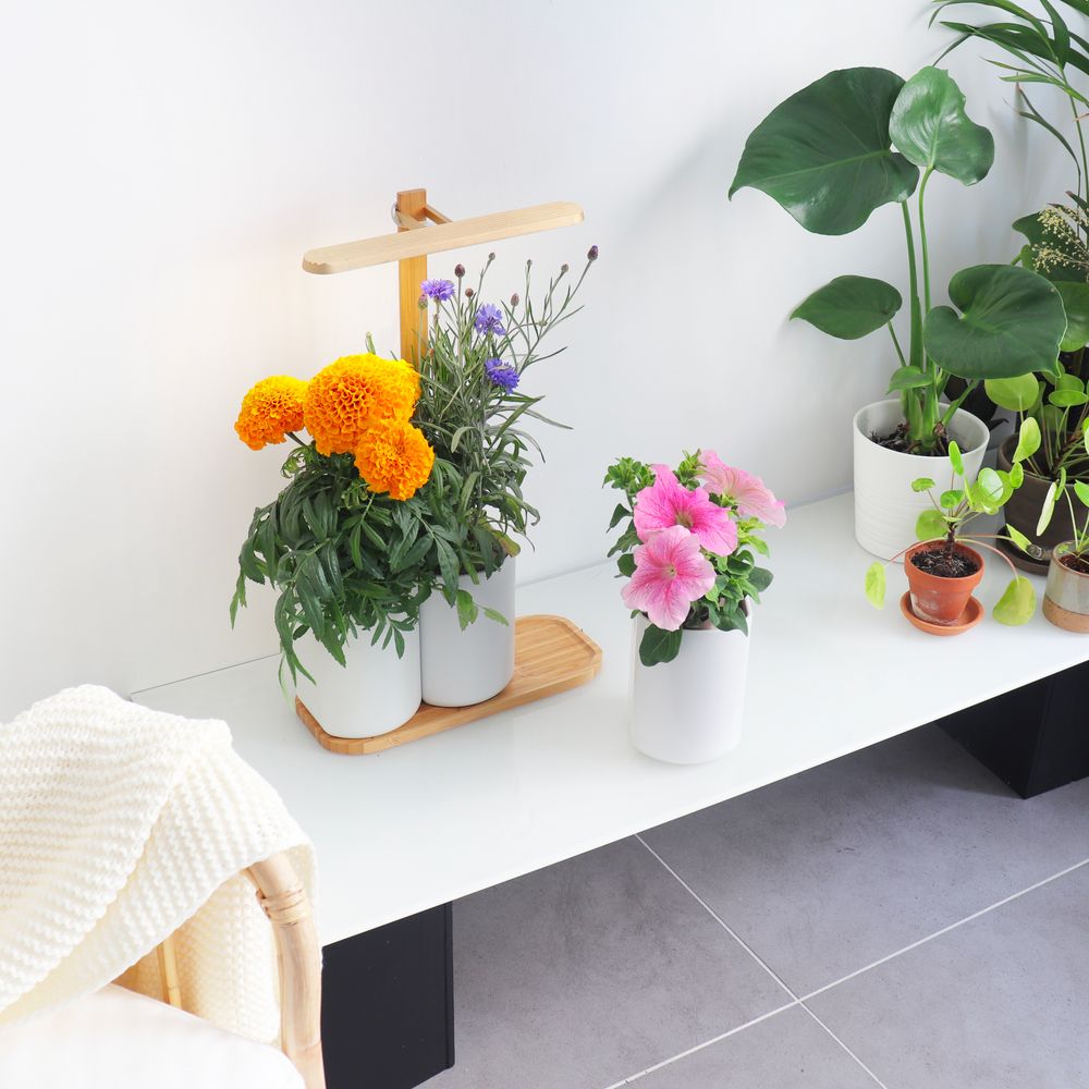 Gifts - Indoor vegetable garden LILO EDITION - PRÊT À POUSSER