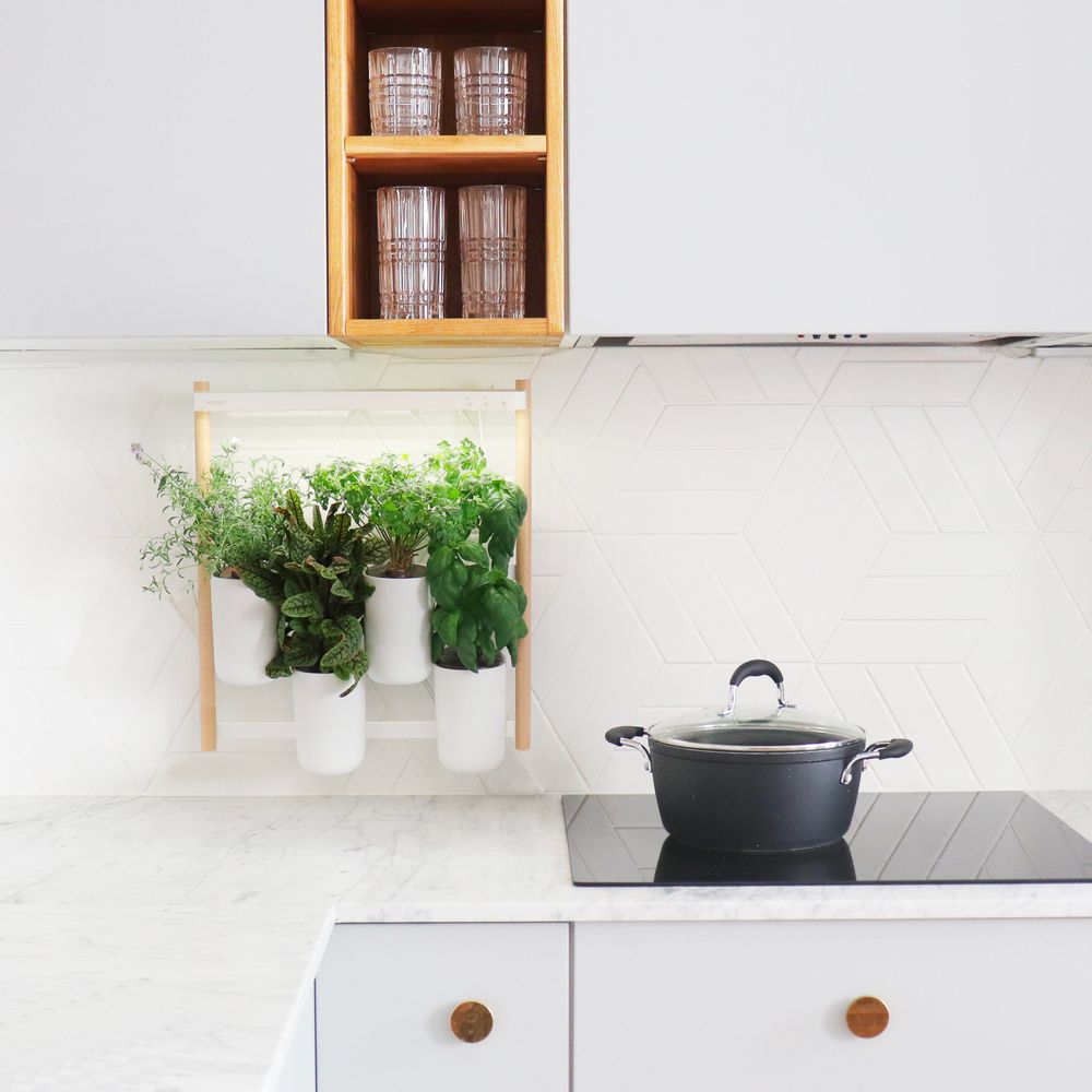 Cadeaux - Potager d'intérieur NOUVEAU MODULO - PRÊT À POUSSER
