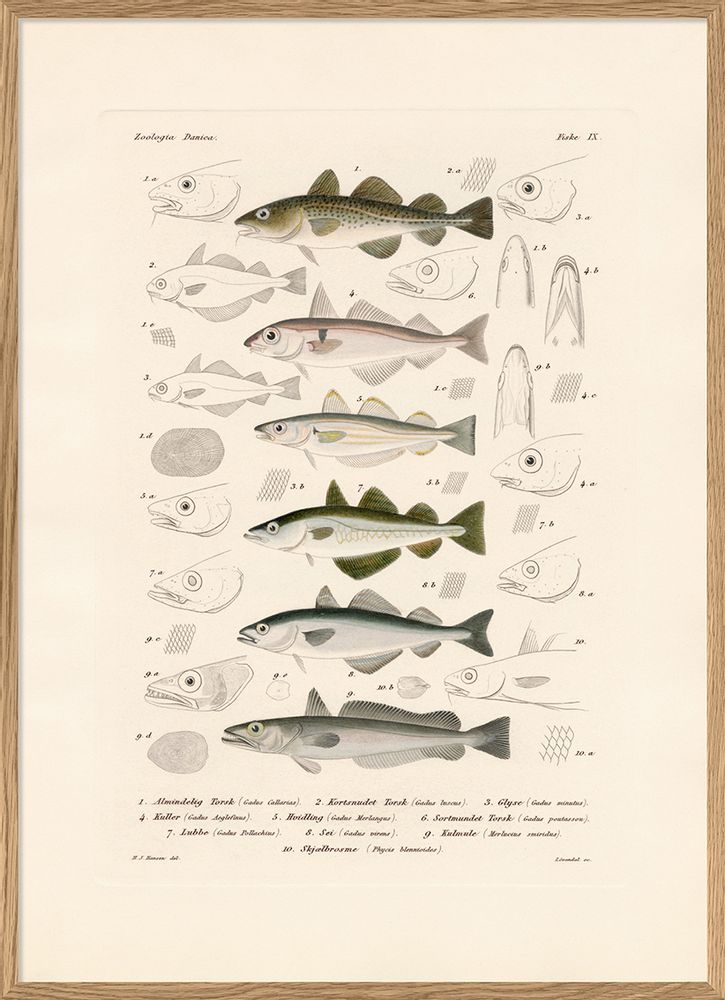 Poster - Poster. Zoologia Danica. Fiske IX. - THE DYBDAHL CO.