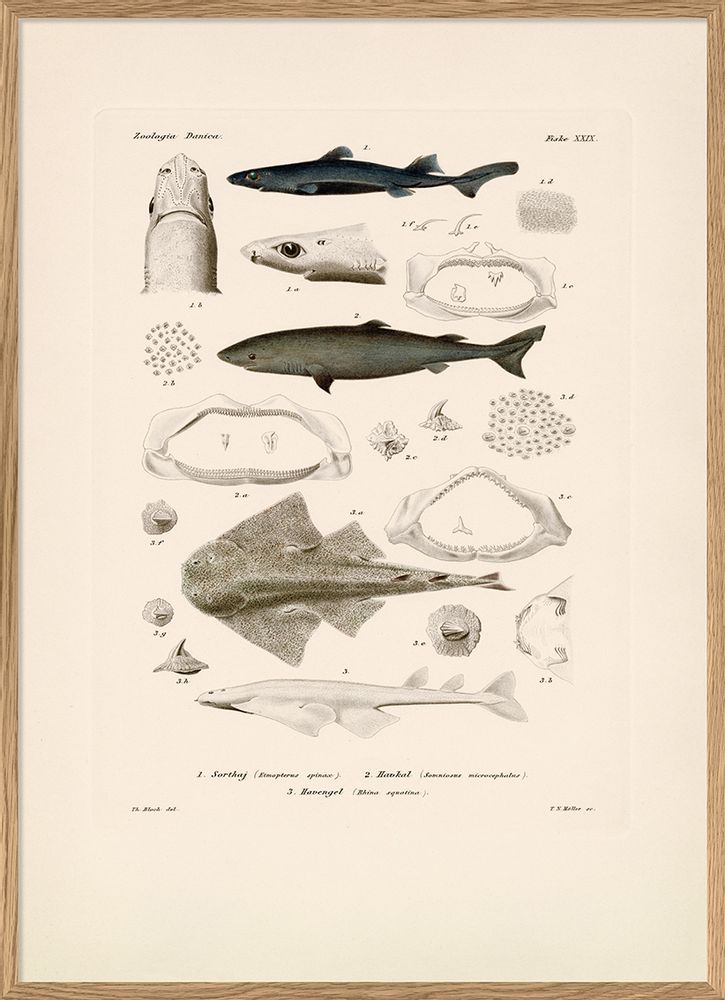 Poster - Poster. Zoologia Danica. Fiske IX. - THE DYBDAHL CO.