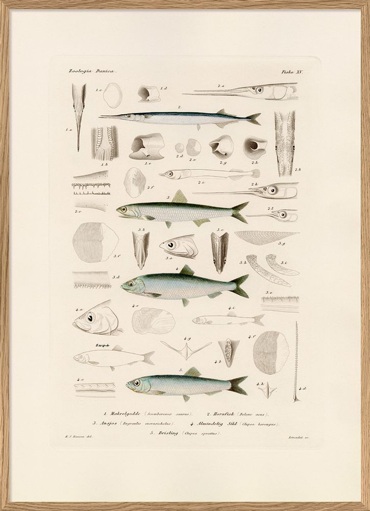 Poster - Poster. Zoologia Danica. Fiske IX. - THE DYBDAHL CO.