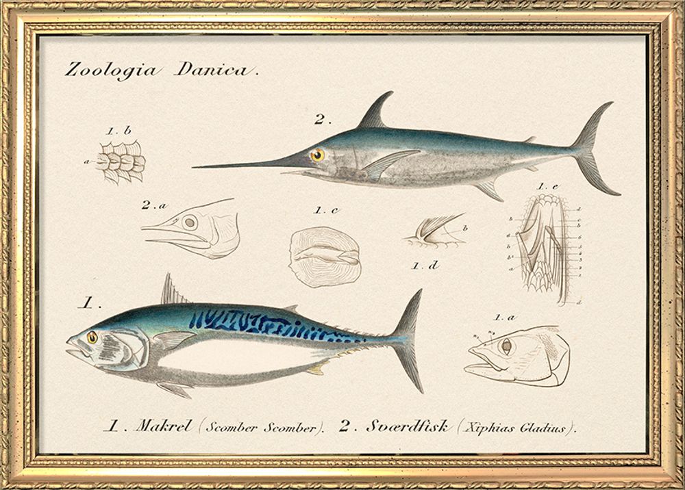 Affiches - Affiche. Zoologia Danica. - THE DYBDAHL CO.