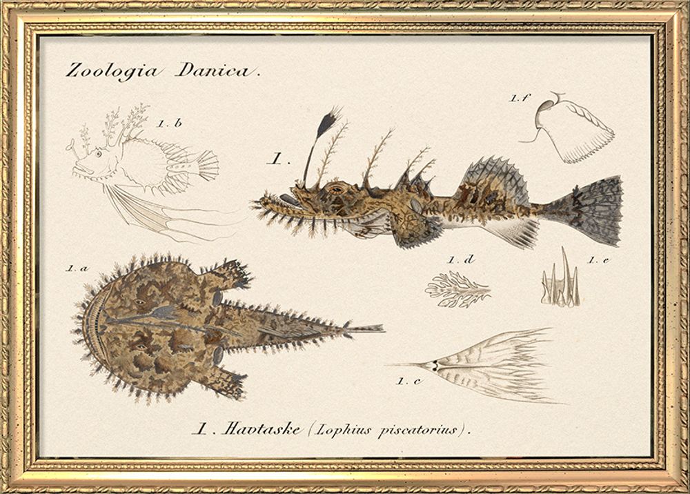 Affiches - Affiche. Zoologia Danica. - THE DYBDAHL CO.