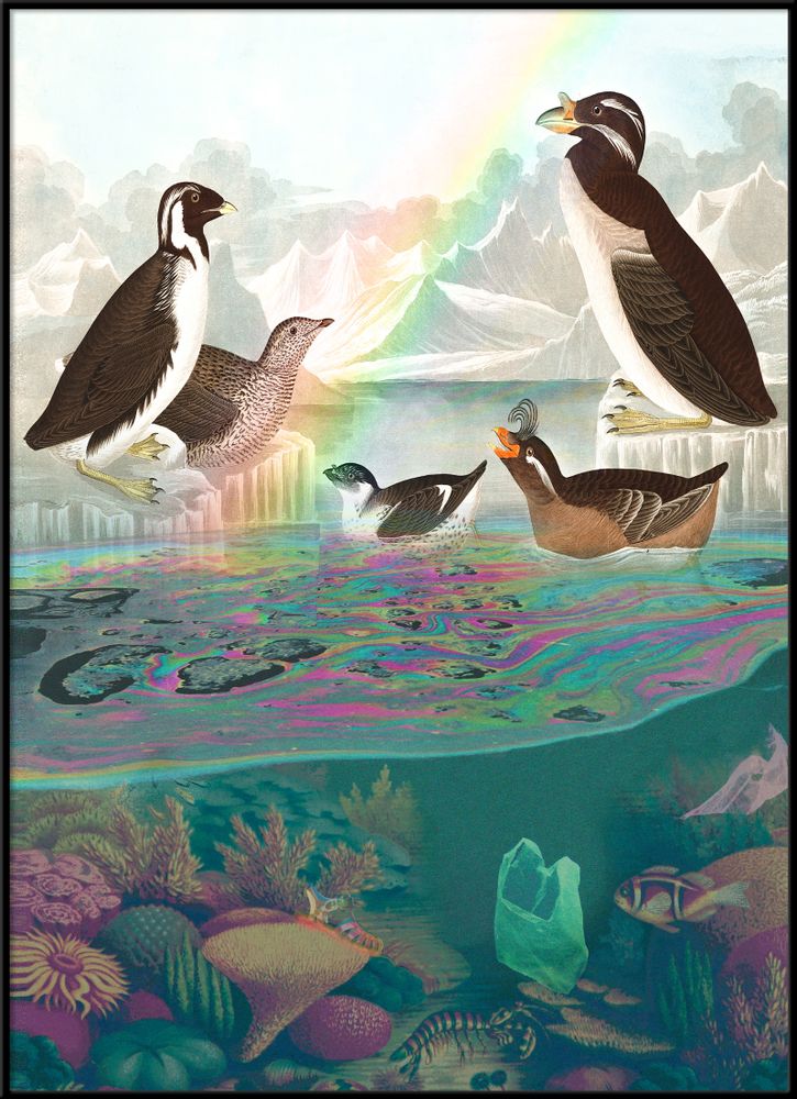 Poster - Poster. Sea birds. - THE DYBDAHL CO.