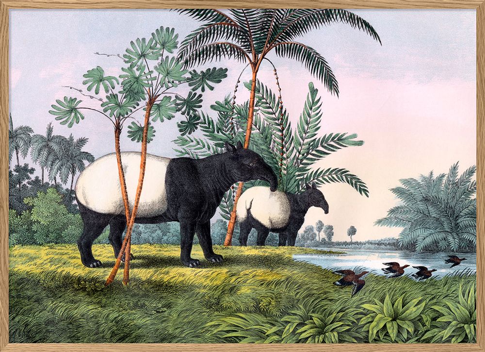 Chambres d'enfants - Affiche. Malay Tapir. - THE DYBDAHL CO.