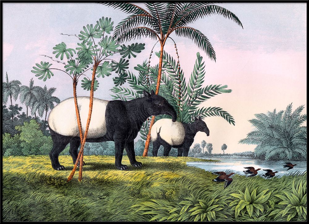 Chambres d'enfants - Affiche. Malay Tapir. - THE DYBDAHL CO.