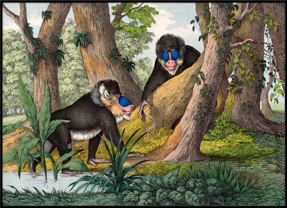 Children's bedrooms - Poster. Mandrill. - THE DYBDAHL CO.