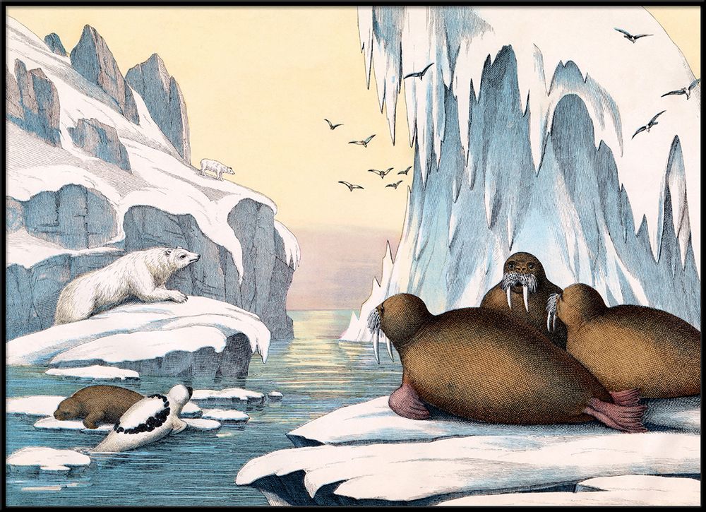 Children's bedrooms - Poster. Walrus. - THE DYBDAHL CO.
