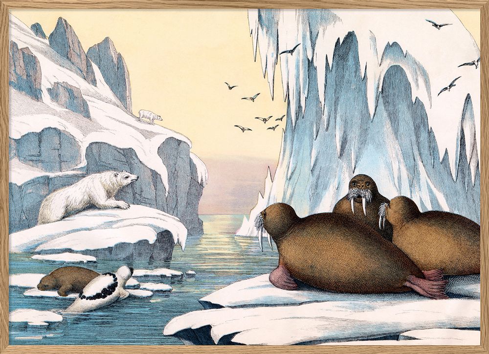 Children's bedrooms - Poster. Walrus. - THE DYBDAHL CO.
