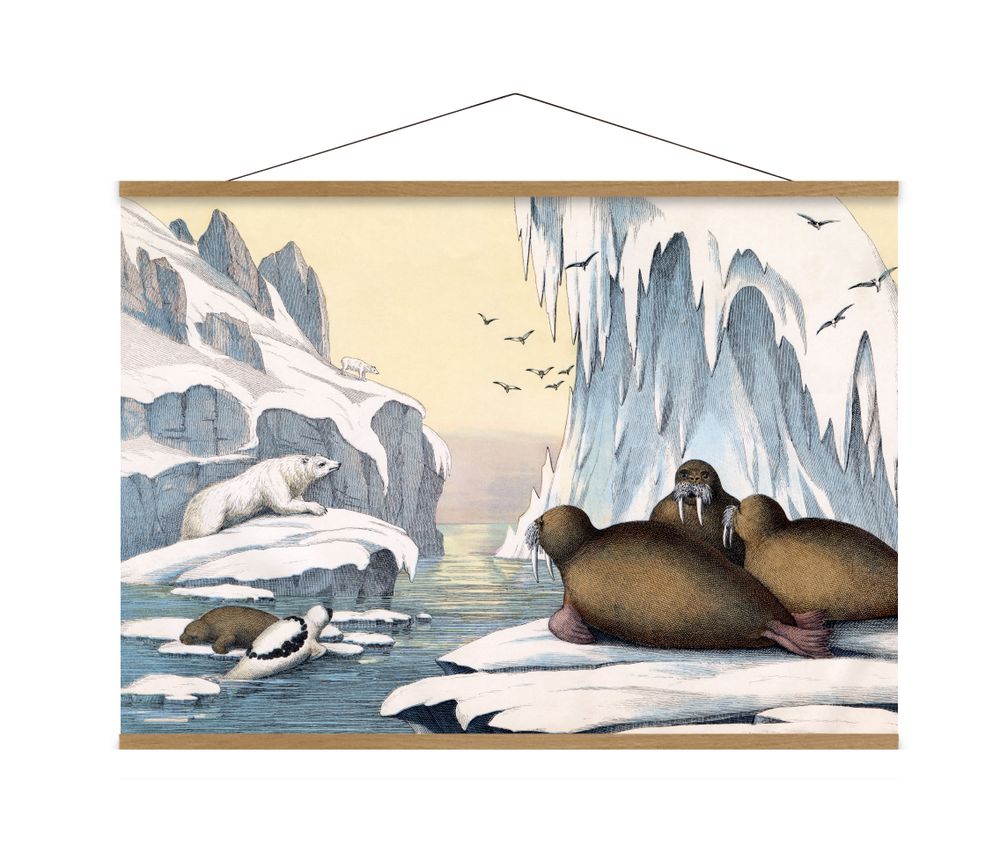 Children's bedrooms - Poster. Walrus. - THE DYBDAHL CO.